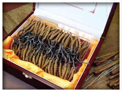 阿克陶冬虫夏草回收